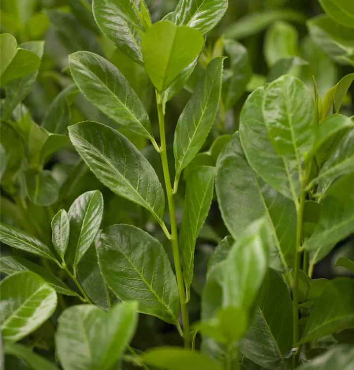 Lorbeerkirsche 'Rotundifolia'