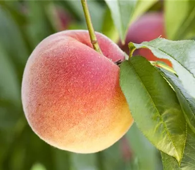 Obstbäume brauchen Sommerschnitt für die optimale Ernte Obstbäume brauchen Sommerschnitt für die optimale Ernte