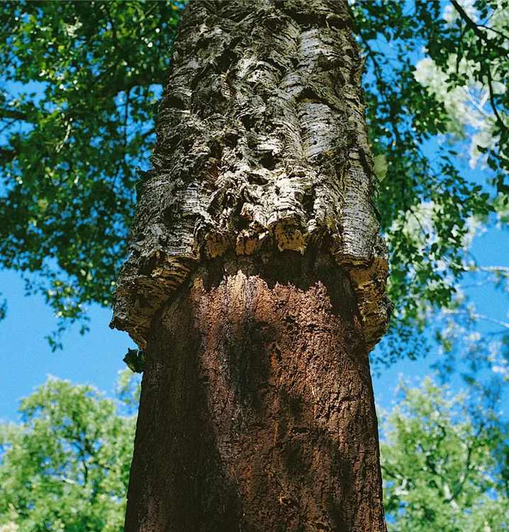 Kork-Eiche