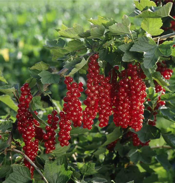 Johannisbeere 'Rovada'